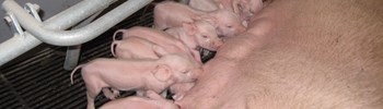 FAGLIG NYTÅRSKUR 2024 - Viden og netværk for dansk griseproduktion