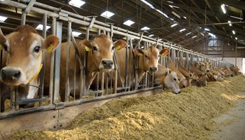 Bedriftsbesøg med Kvægbrugsudvalget (sted ikke fastsat)