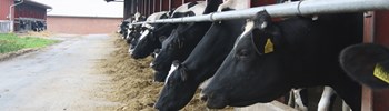 Webinar: Orientering om håndtering af Bluetongue i Danmark i 2025