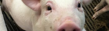 Årsmøde for svineproducenterne på Djursland