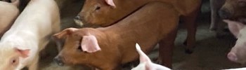 Få sidste nyt om dansk svineproduktion til årsmøde