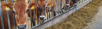 Fyraftensmøde for kvægproducenterne på Djursland