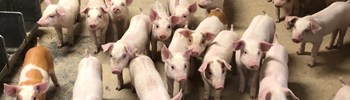 Fyraftensmøde for svineproducenter på Djursland